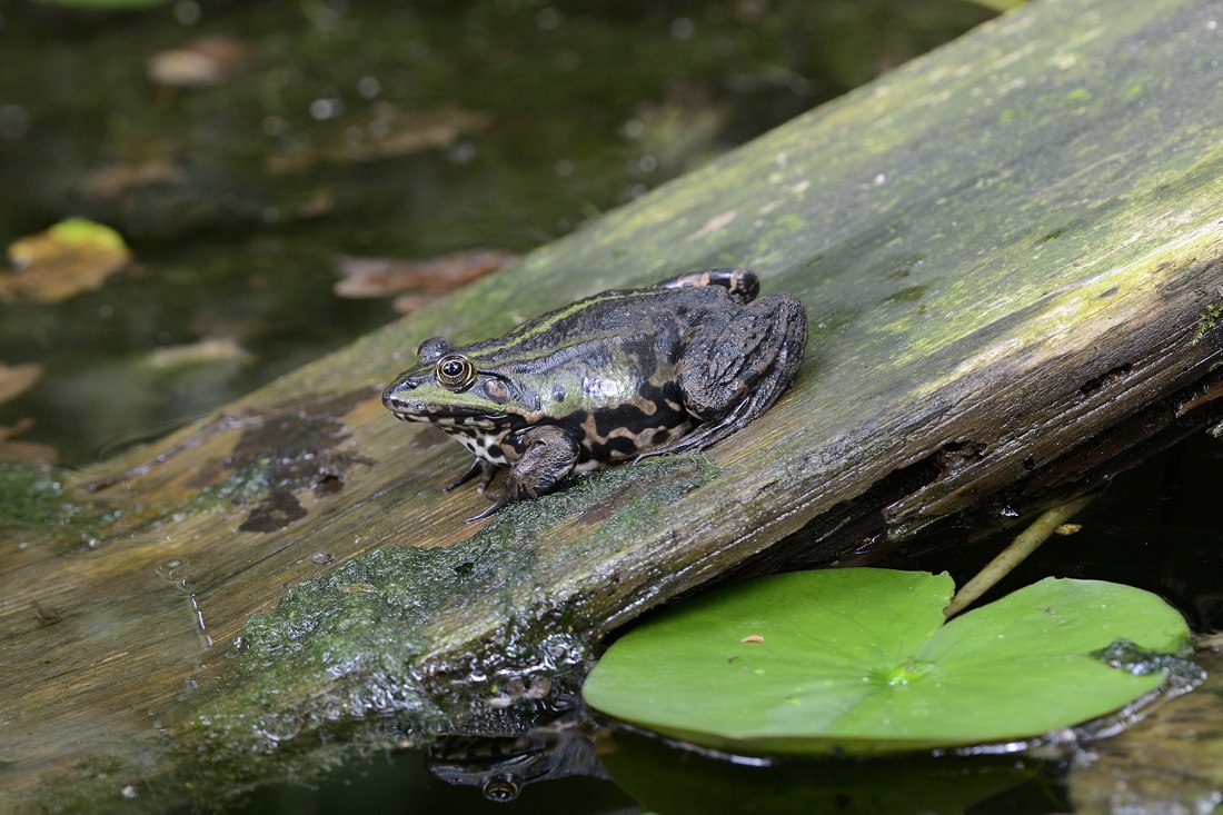 Rana da ID - Pelophylax sp. (prov. Torino)